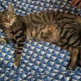 Photo de chat trouvé à Vitry Sur Seine