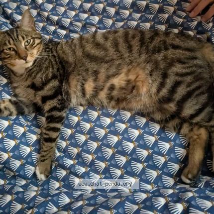 Photo 1/1 Chat trouvé Trouvé à Vitry sur seine