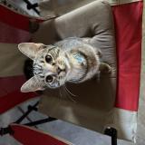 Photo de chat perdu à Pompano Beach