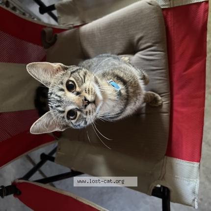 Photo 1/1 Minerva Chat perdu à Pompano beach