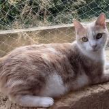 Photo de chat perdu à Carquefou