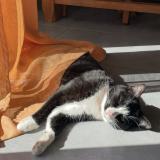 Photo de chat perdu à Quimper