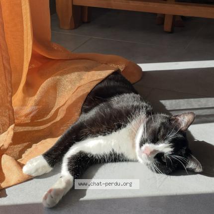 Photo de chat perdu à Quimper