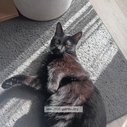 Photo 1/1 Saphir Chat perdu à Villiers charlemagne