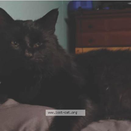 Photo 1/1 Rex Chat perdu à Trafford