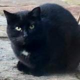 Photo de chat trouvé à Bonnevaux