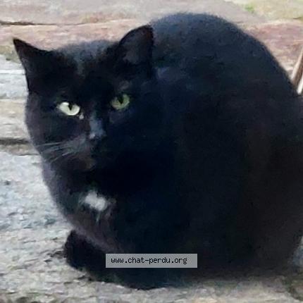 Photo 1/1 Chat trouvé Trouvé à Bonnevaux