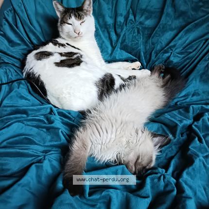 Photo 1/1 Linux Chat perdu à Estavayer le lac