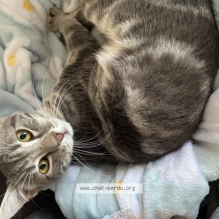 Photo 1/1 Abyss Chat perdu à Terrasson lavilledieu