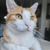 Photo de chat perdu à Saint Jean De Monts