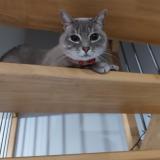 Photo de chat perdu à Orleix