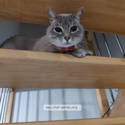 Photo 1/1 Isaho Chat perdu à Orleix