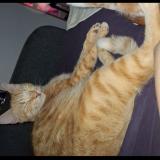 Photo de chat perdu à Valence