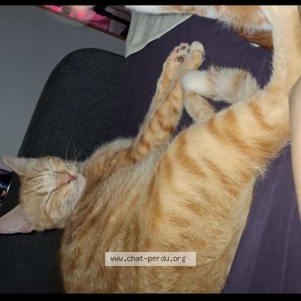 Photo 1/1 Tayo Chat perdu à Valence