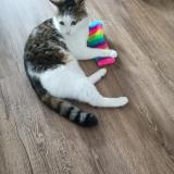 Photo de chat perdu à Sareebourg