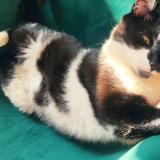 Photo de chat perdu à Laval