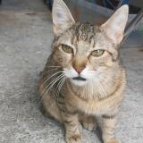 Photo de chat perdu à Toulouse