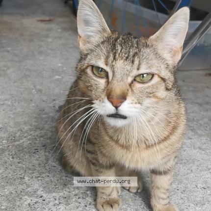 Photo 1/1 jelly Chat perdu à Toulouse