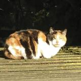 Photo de chat trouvé à Bouguenais