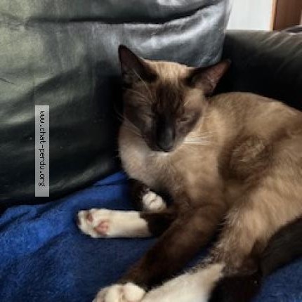 Photo 1/1 Chat retrouvé Perdu à Montreal