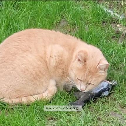 Photo 1/1 Caramel Chat perdu à Landrethun les ardres