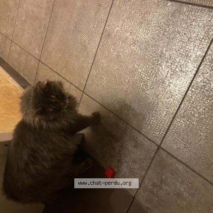 Photo 1/1 Chat trouvé Trouvé à L isle d abeau