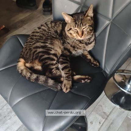 Photo 1/1 Oss&eacute; Chat perdu à Cuchery