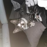 Photo de chat perdu à Blagny