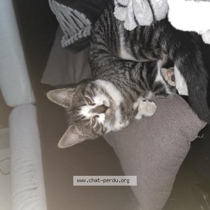 Photo de chat perdu à Blagny