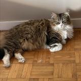 Photo de chat perdu à Pierrevert