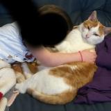 Photo de chat perdu à Vaux Le Penil