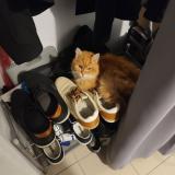 Photo de chat perdu à Vernon