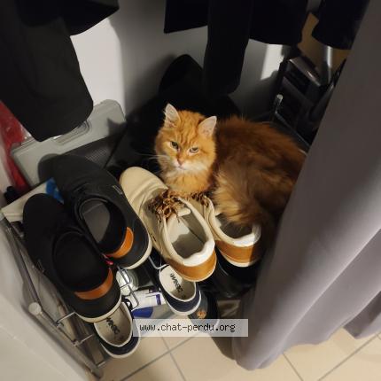 Photo 1/1 Chat retrouvé Perdu à Vernon