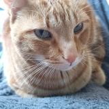 Photo de chat perdu à Esse