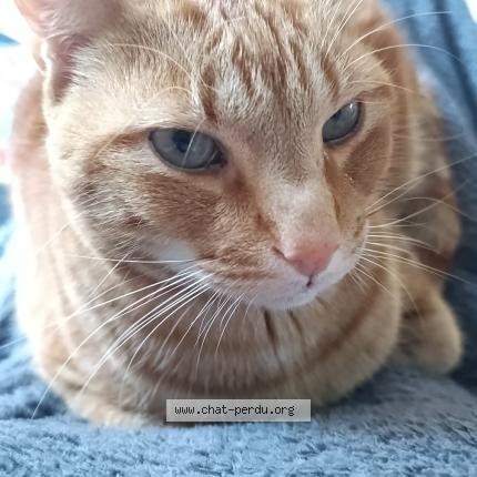Photo 1/1 Tchikko Chat perdu à Esse