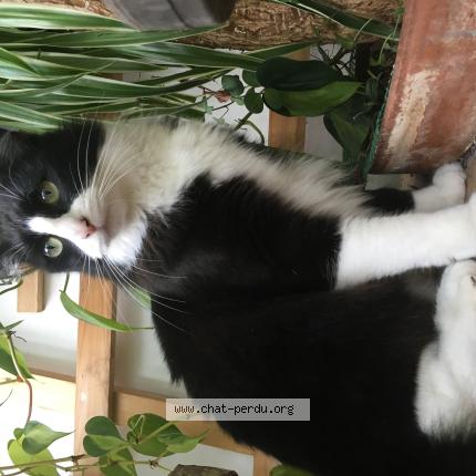 Photo 1/1 Chat retrouvé Perdu à Le bouscat