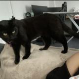 Photo de chat perdu à Livry Gargan