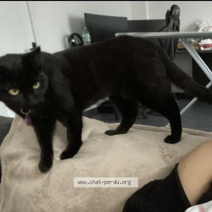 Photo 1/1 Kiki Chat perdu à Livry gargan