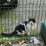 Photo de chat trouvé à Paris