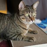 Photo de chat perdu à Guyancourt