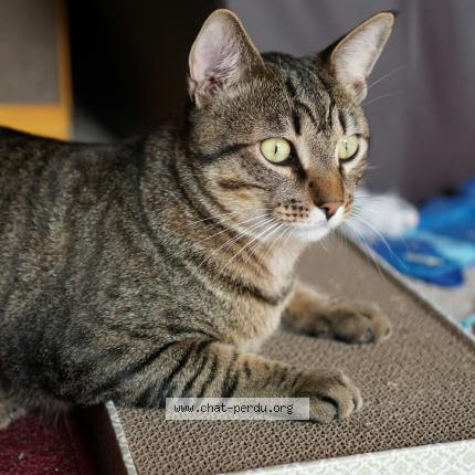 Photo 1/1 Dexter Chat perdu à Guyancourt
