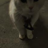 Photo de chat trouvé à Mont De Marsan