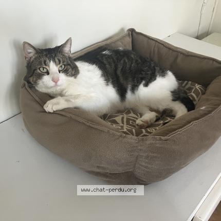 Photo 1/1 Chat retrouvé Trouvé à Longueuil