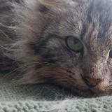 Photo de chat trouvé à Collinee