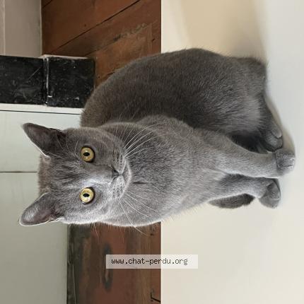 Photo 1/1 Txomin Chat perdu à Biriatu