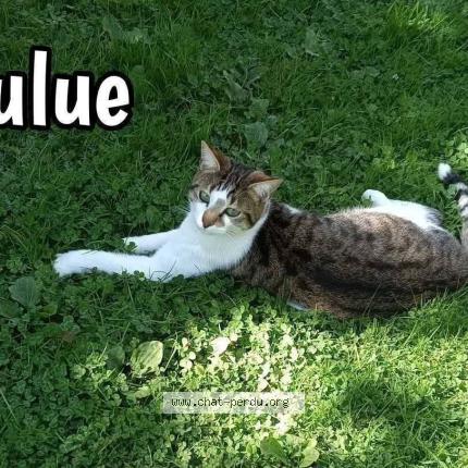 Photo 1/4 Lulue Uluberlue Chat perdu à St andre des eaux