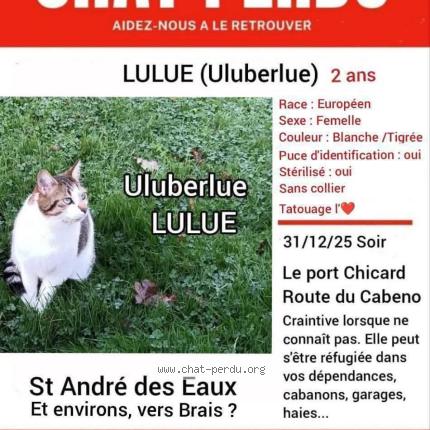 Photo 2/4 Lulue Uluberlue Chat perdu à St andre des eaux