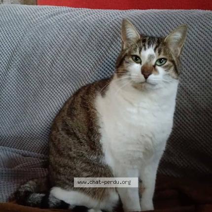 Photo 3/4 Lulue Uluberlue Chat perdu à St andre des eaux