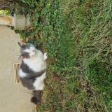 Photo de chat perdu à Thil