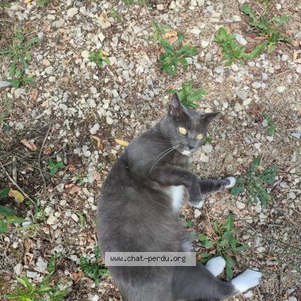 Photo 1/1 Dji Dji Chat perdu à Pompertuzat